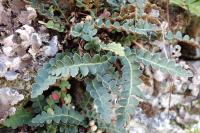 Asplenium ceterach