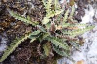 Asplenium ceterach