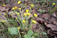 Tussilago farfara