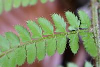 Polystichum setiferum
