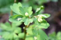 Isopyrum thalictroides