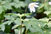Anemone nemorosa