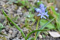 Scilla bifolia