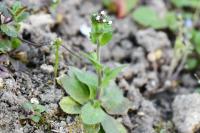 Draba muralis