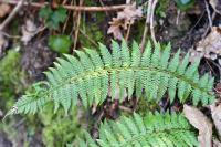 Polystichum aculeatum