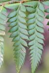 Polystichum aculeatum