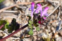 Lamium amplexicaule