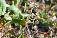 Microthlaspi perfoliatum