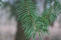 Pseudotsuga menziesii