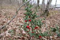 Ruscus aculeatus