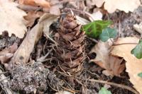 Pseudotsuga menziesii