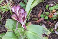 Himantoglossum robertianum