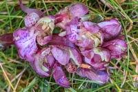 Himantoglossum robertianum