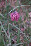 Fritillaria meleagris