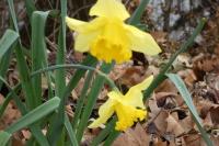 Narcissus pseudonarcissus