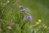 Scilla bifolia