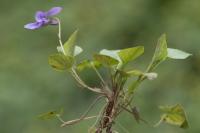 Viola reichenbachiana