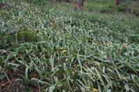 Tulipa sylvestris