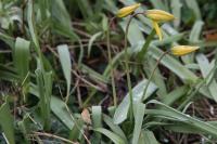 Tulipa sylvestris