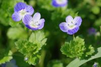 Veronica persica