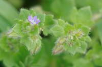 Veronica hederifolia