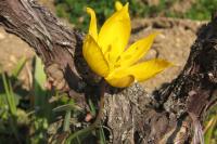 Tulipa sylvestris