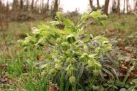 Helleborus foetidus