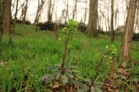 Euphorbia amygdaloides