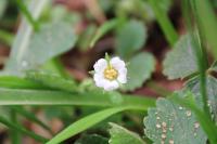 Potentilla sterilis