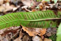 Asplenium scolopendrium