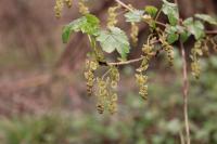 Ribes rubrum