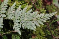 Asplenium adiantum-nigrum