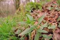 Mercurialis perennis