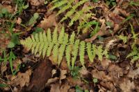 Dryopteris filix-mas