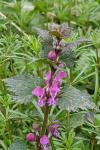 Lamium maculatum
