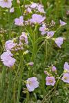 Cardamine pratensis