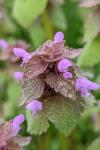 Lamium purpureum