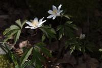 Anemone nemorosa