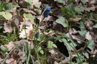 Muscari neglectum