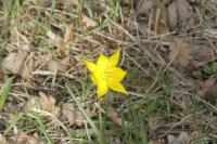 Tulipa sylvestris