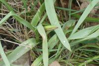 Tulipa sylvestris