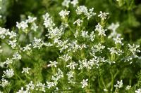 Scandix pecten-veneris