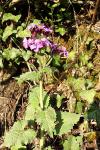 Lunaria annua