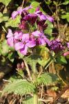 Lunaria annua
