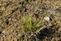 Poa annua