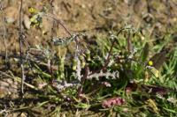Senecio vulgaris