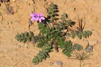 Erodium cicutarium