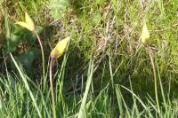 Tulipa sylvestris