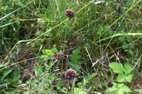 Allium vineale