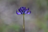Phyteuma orbiculare